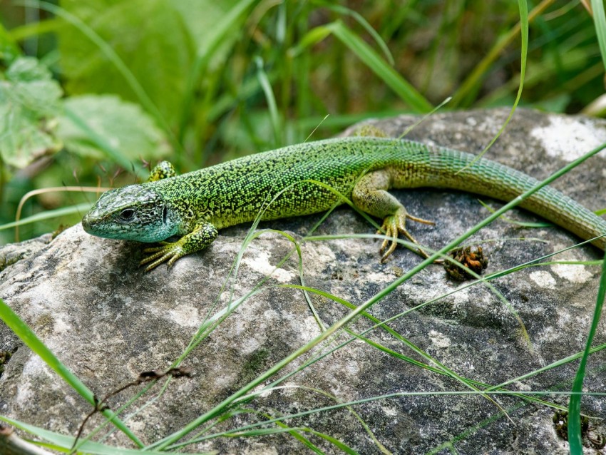 a lizard sitting on a rock in the grass