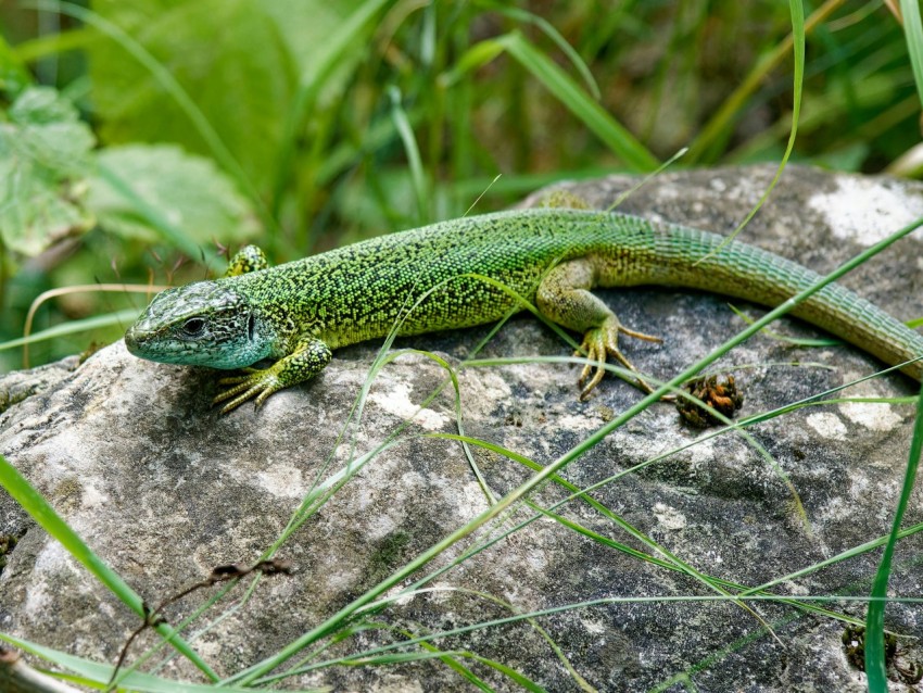 a lizard sitting on a rock in the grass