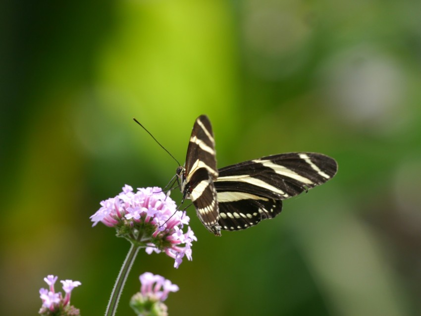 a black and white butterfly sitting on a purple flower