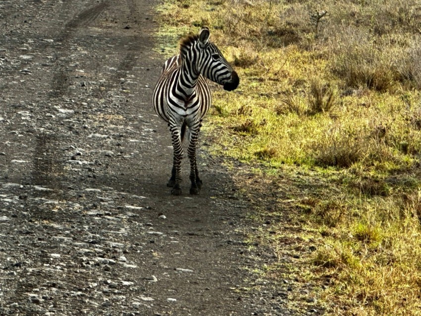 a zebra standing on the side of a dirt road