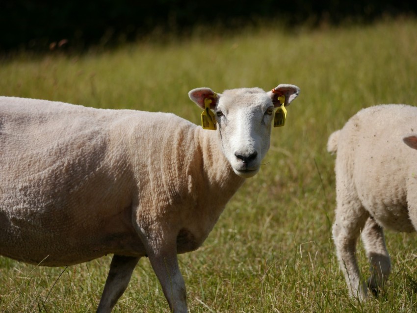 a couple of sheep walking across a lush green field