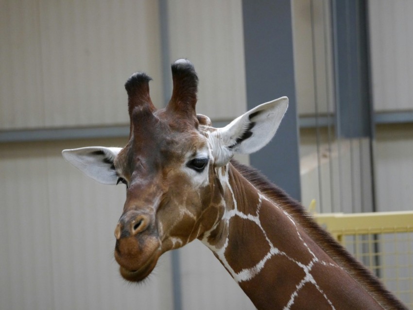 a close up of a giraffe in a building