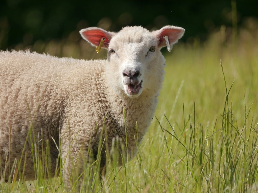 a sheep standing in a field of tall grass