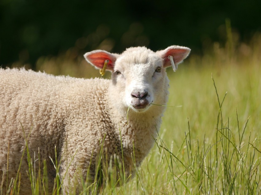 a sheep standing in a field of tall grass