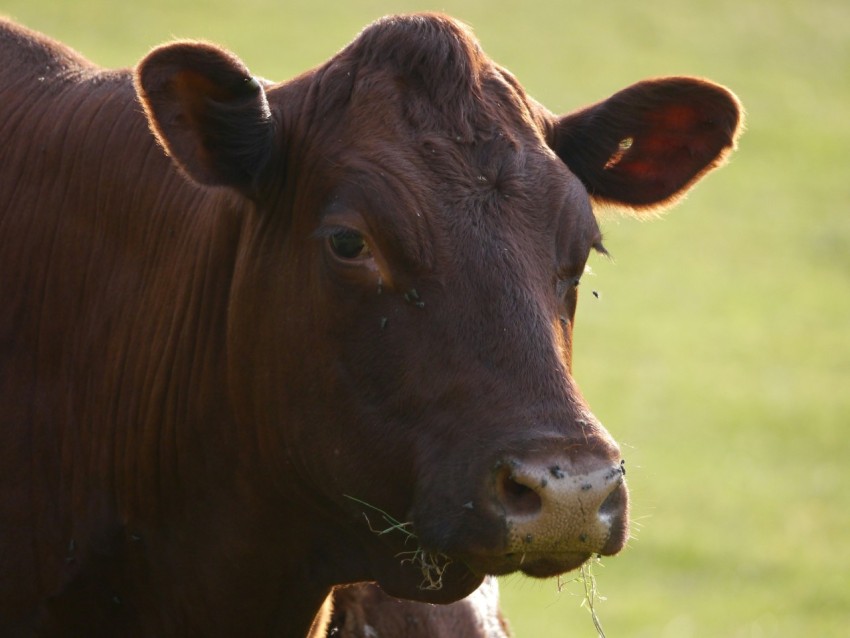 a brown cow standing on top of a lush green field