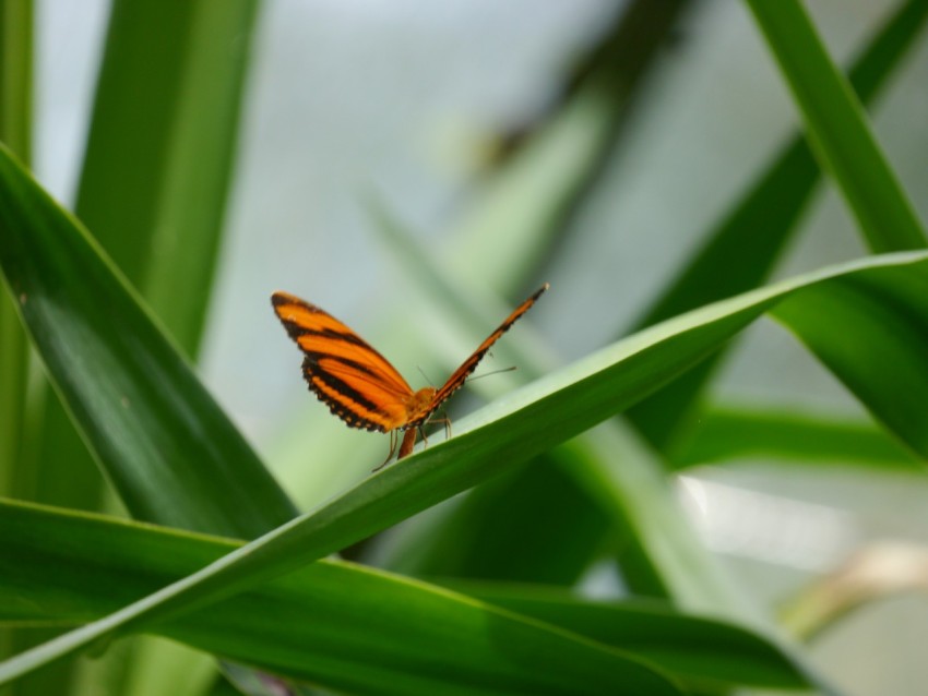 an orange and black striped butterfly sitting on a green plant