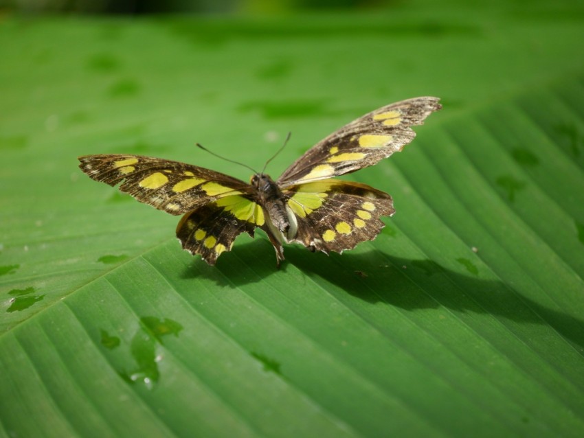 a yellow and black butterfly sitting on a green leaf