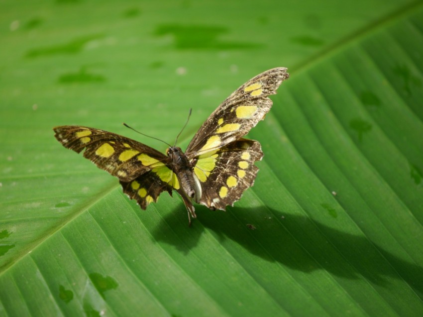 a yellow and black butterfly sitting on a green leaf