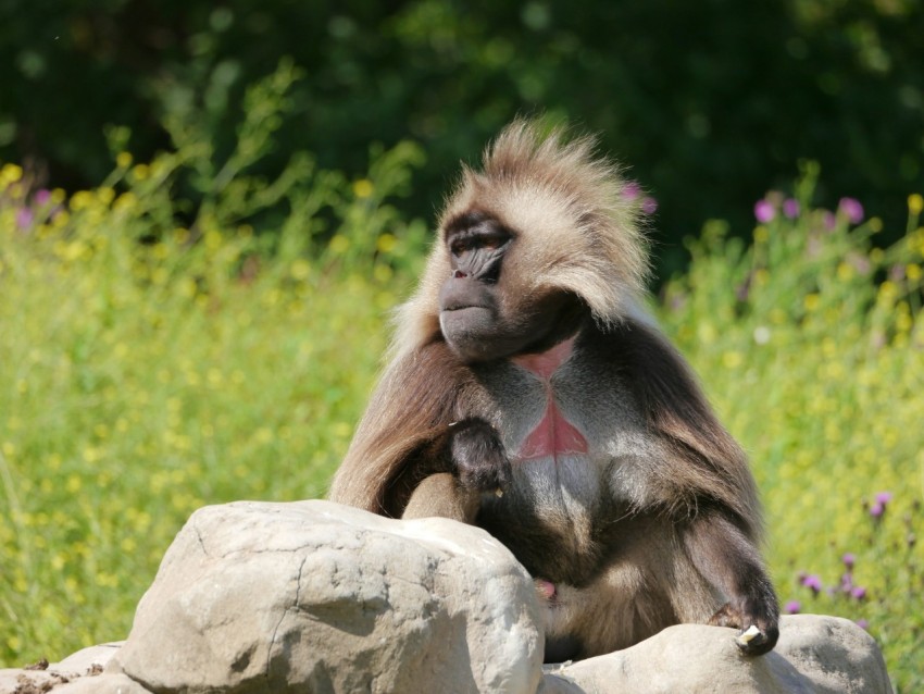 a monkey sitting on top of a rock in a field