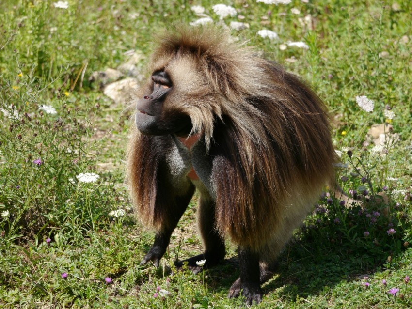 a monkey standing on top of a lush green field