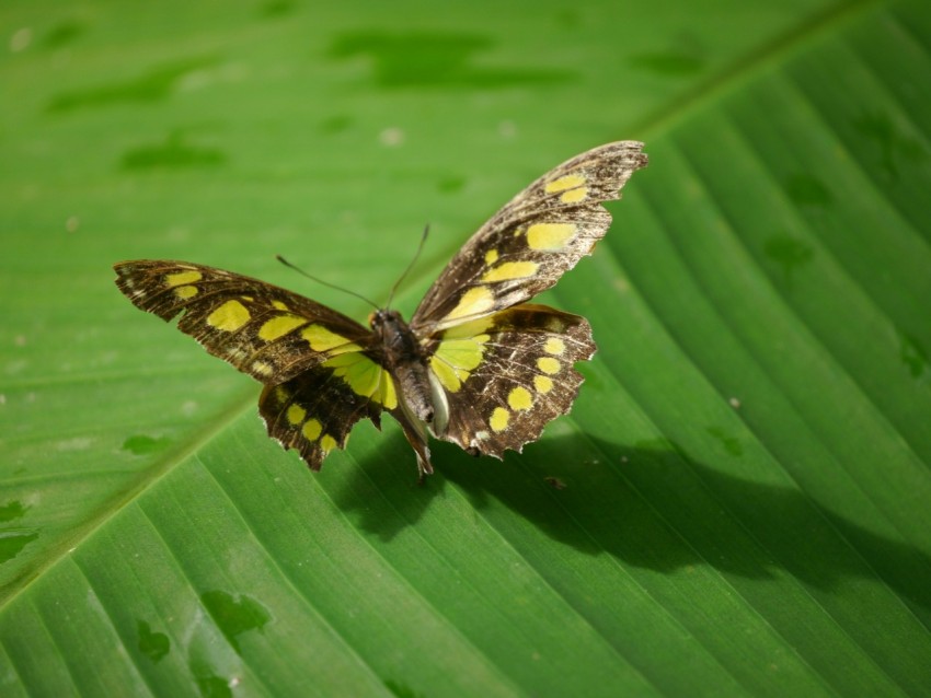 a yellow and black butterfly sitting on a green leaf