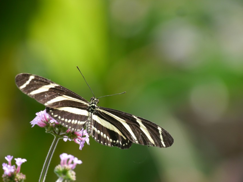 a butterfly sitting on top of a purple flower