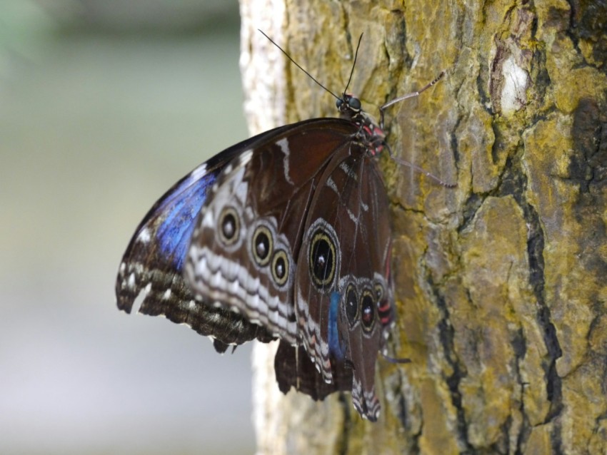 a blue and brown butterfly resting on a tree