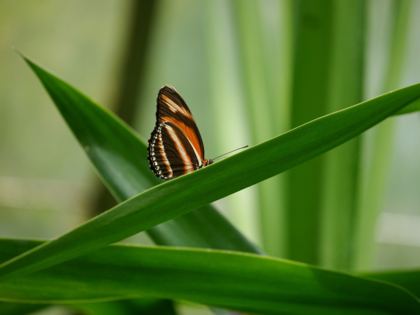 a striped butterfly sitting on top of a green plant