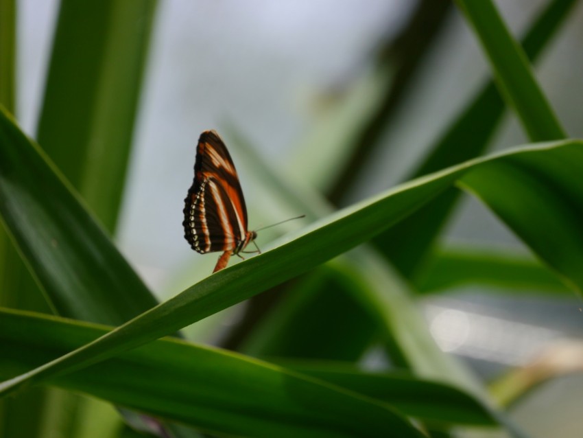 a striped butterfly sitting on top of a green plant