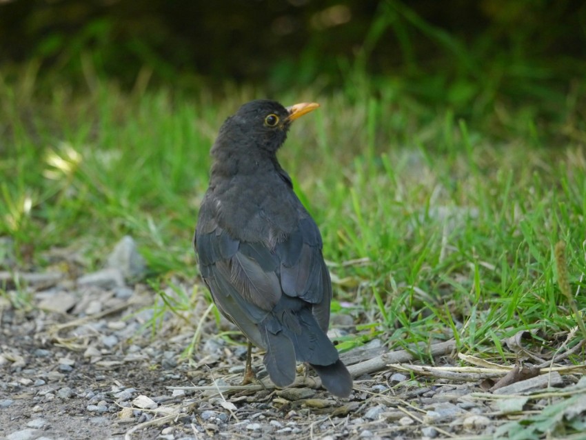 a black bird standing on a gravel road