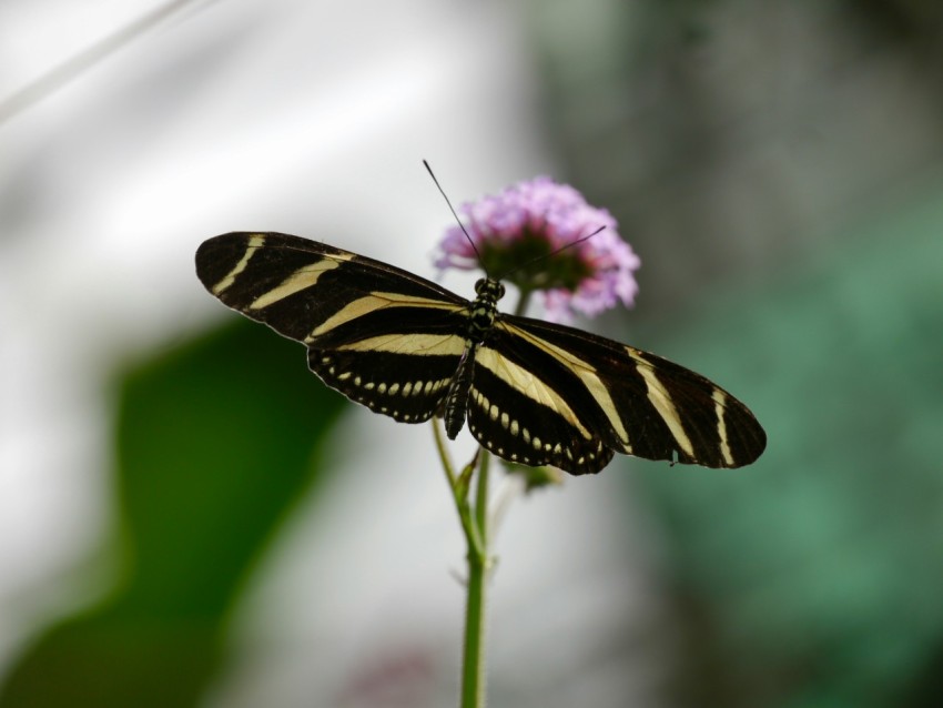 a black and white butterfly sitting on top of a purple flower _luRjXhDD