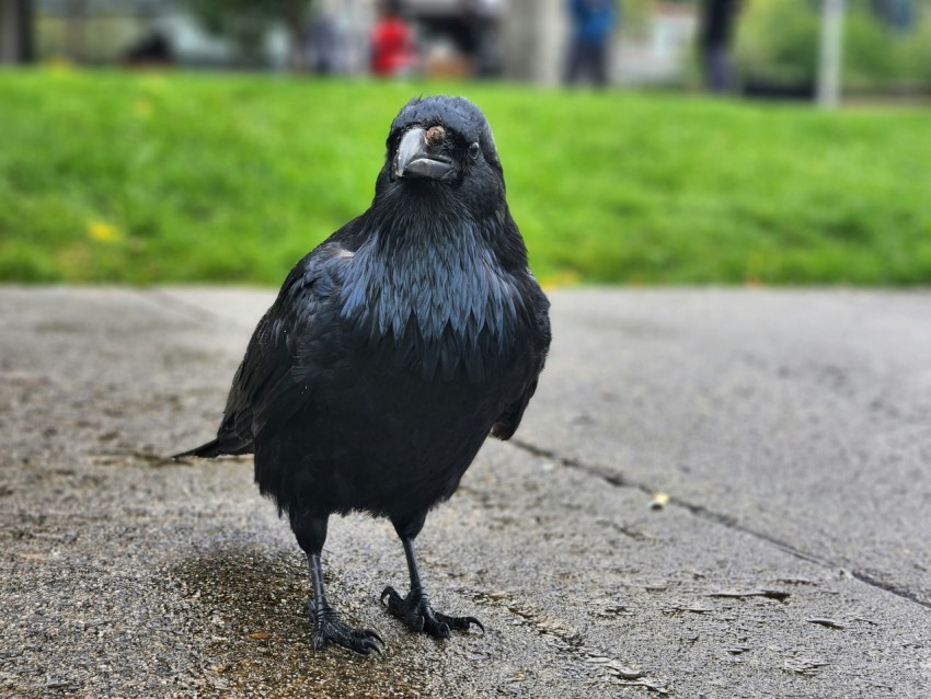 a black bird standing on the side of a road Jkuxst