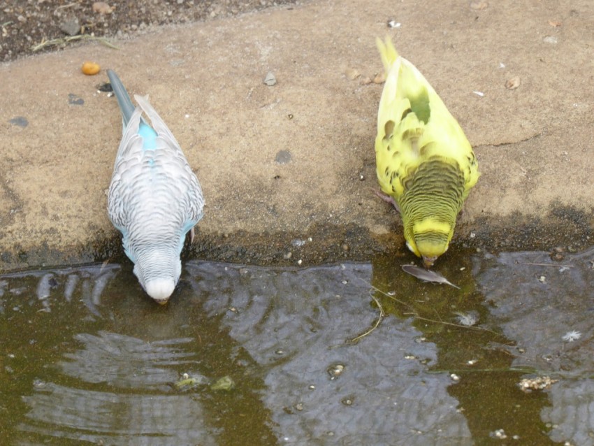 a couple of birds that are standing in the water