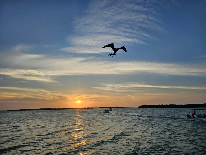 a bird flying over a body of water at sunset