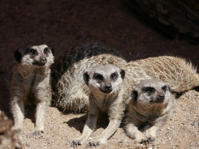 three meerkats are standing in the dirt