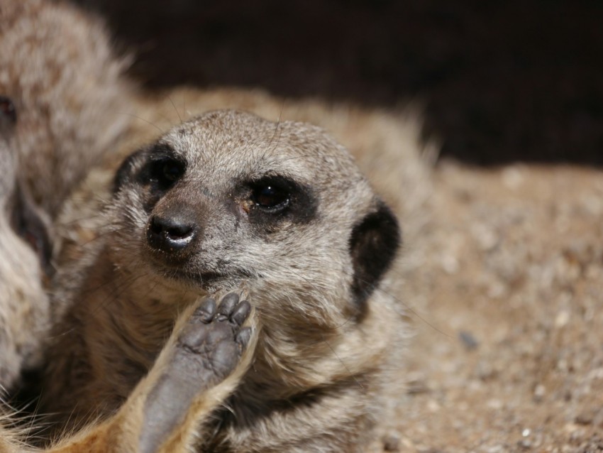 a couple of meerkats standing next to each other