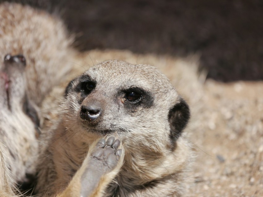 a couple of meerkats standing next to each other