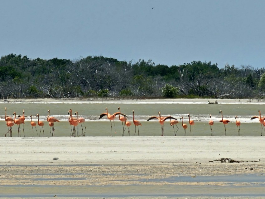 a flock of flamingos standing on top of a beach