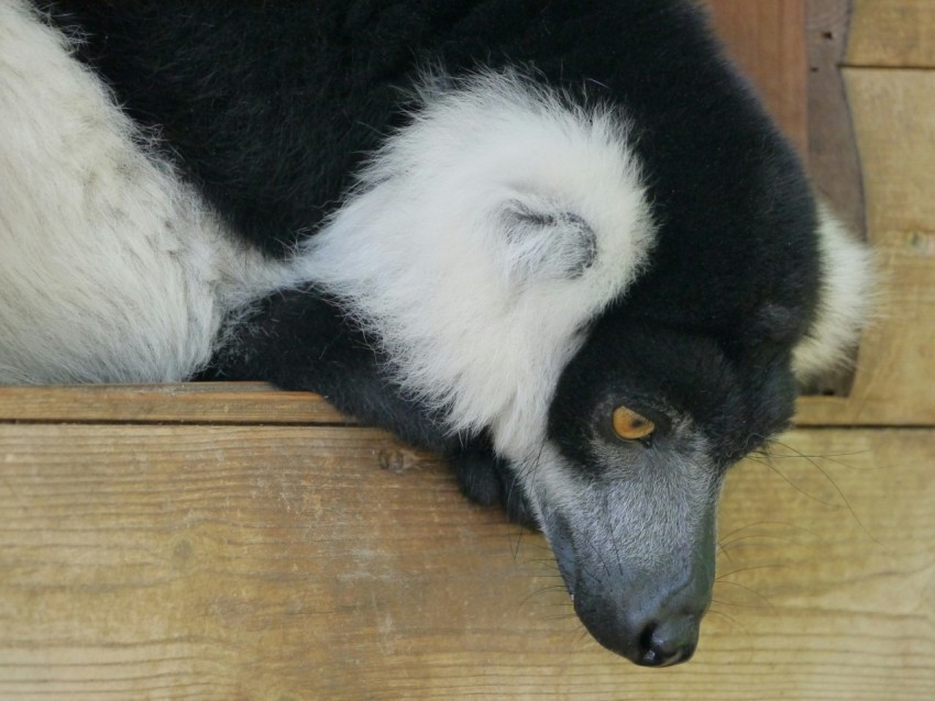 a black and white animal laying on top of a wooden floor