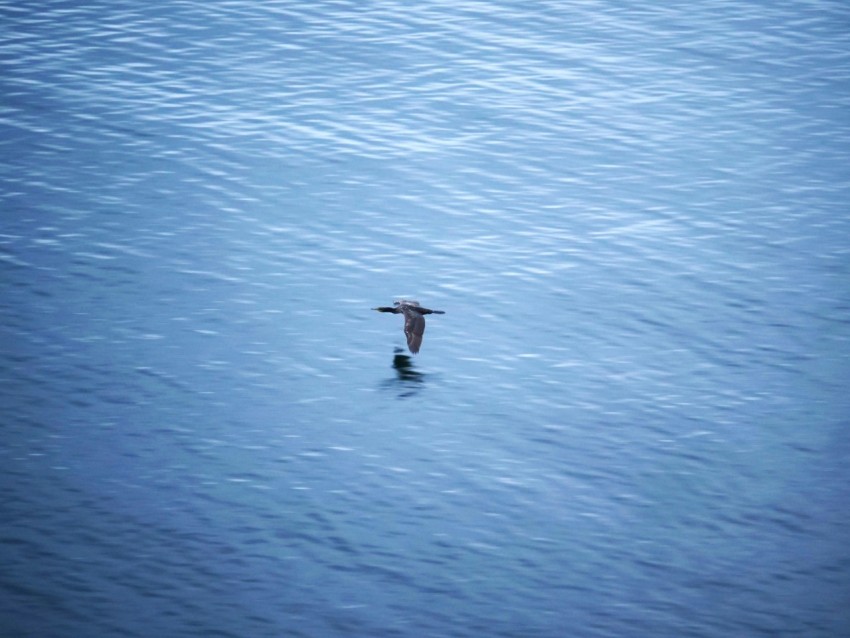 a bird flying over a body of water