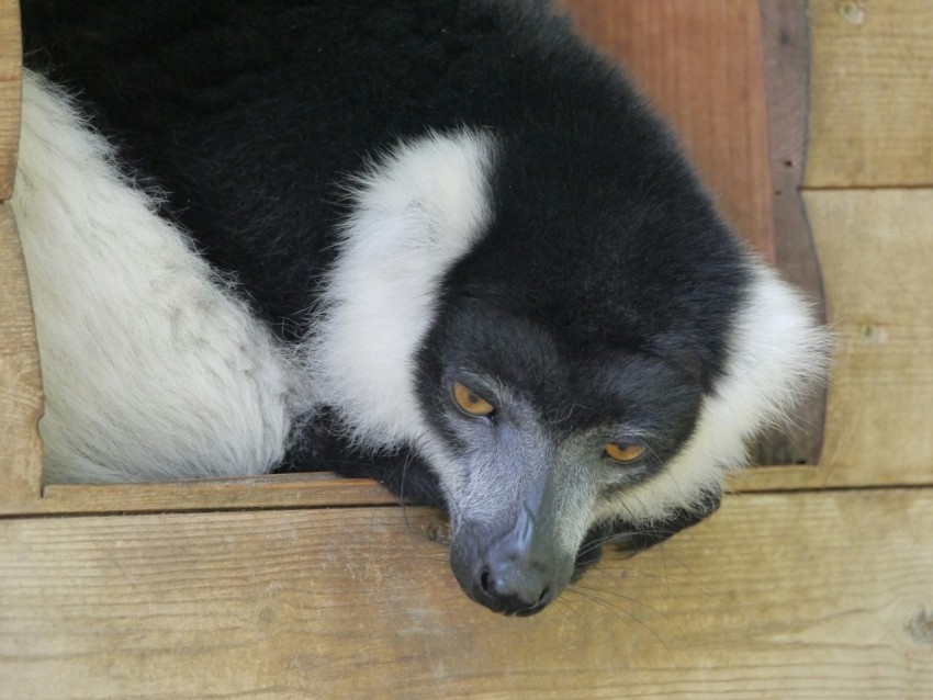 a black and white animal laying on top of a wooden floor