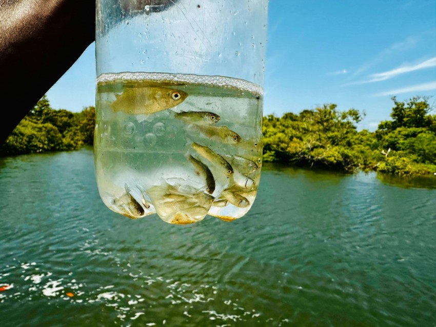 a person holding a glass of water with fish in it