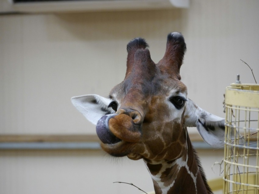 a close up of a giraffe near a cage