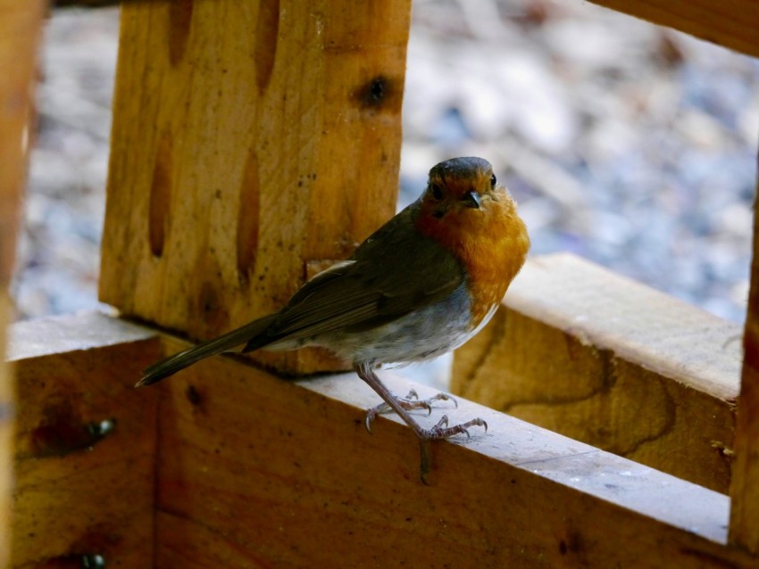 a small bird sitting on a wooden bench