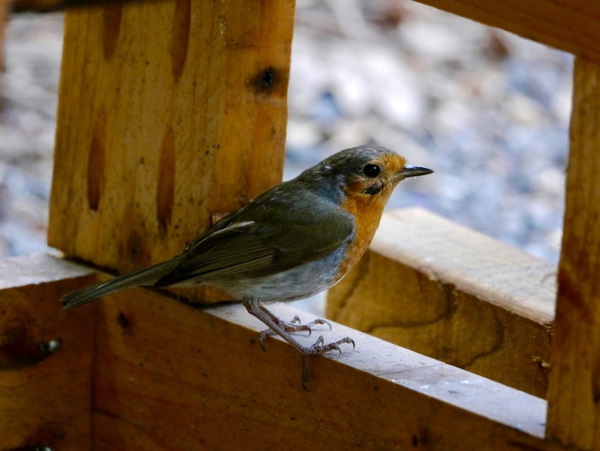 a small bird sitting on a wooden bench