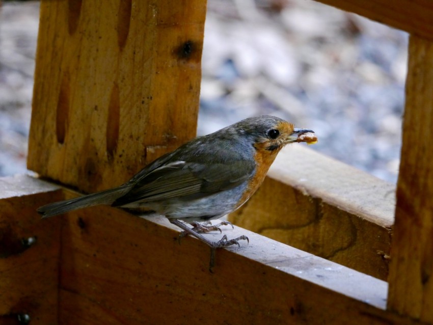 a small bird sitting on a wooden bench