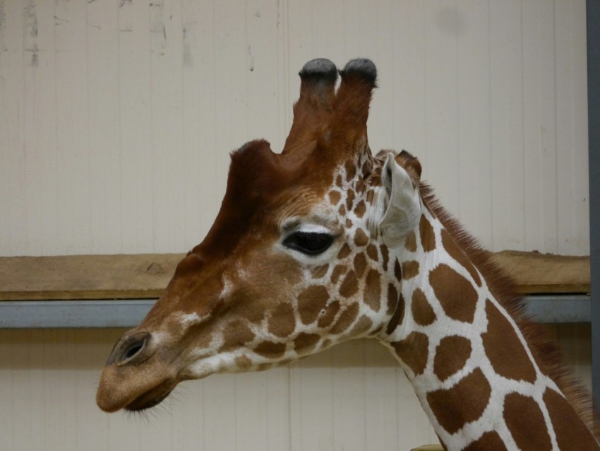 a giraffe standing next to a white wall