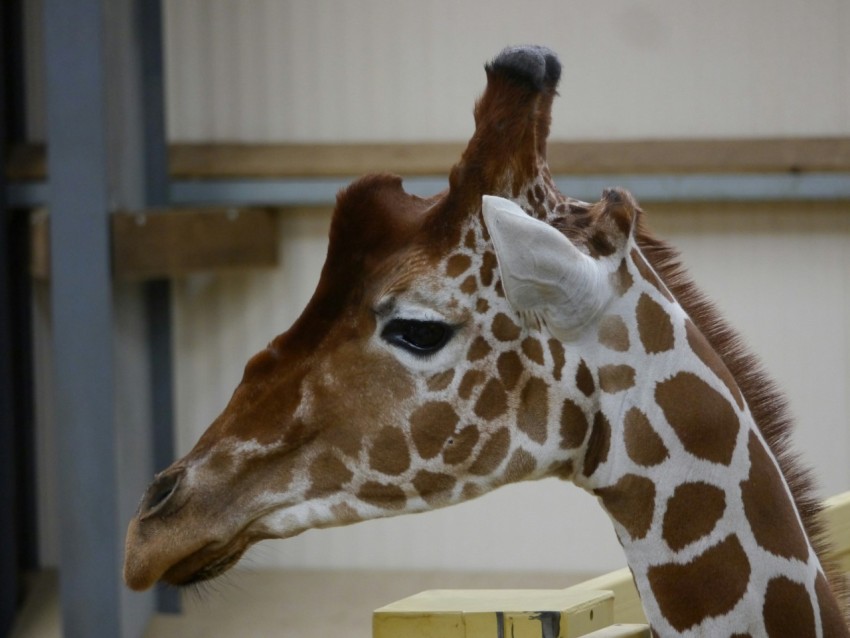 a close up of a giraffe in a building