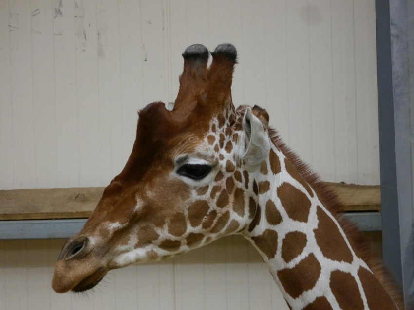 a close up of a giraffes head and neck