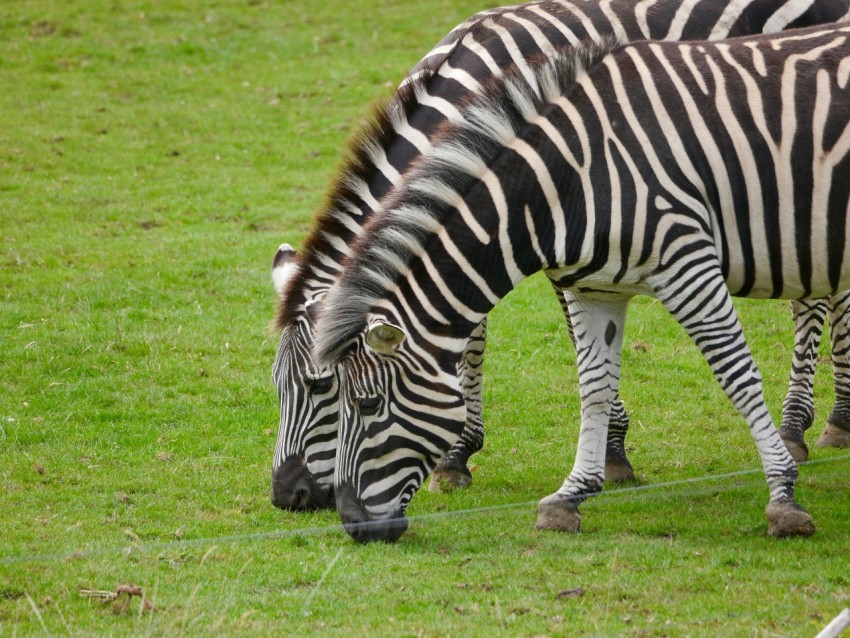 a group of zebras grazing on grass in a field