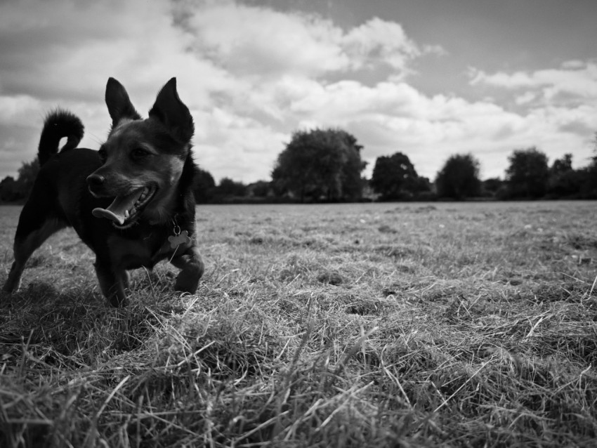 a black and white photo of a dog running through a field