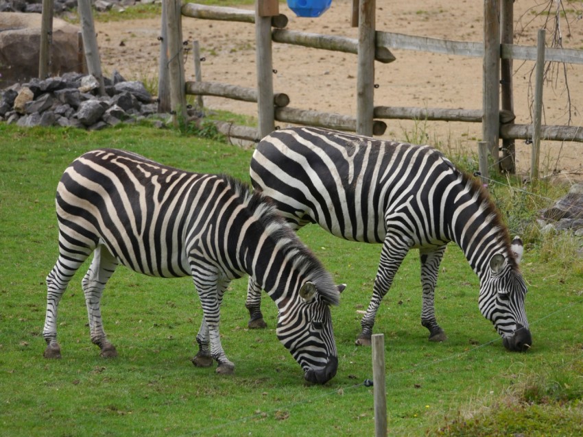 two zebras eating grass in a fenced in area