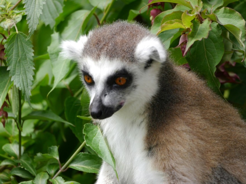 a close up of a small animal on a tree bg8JiK