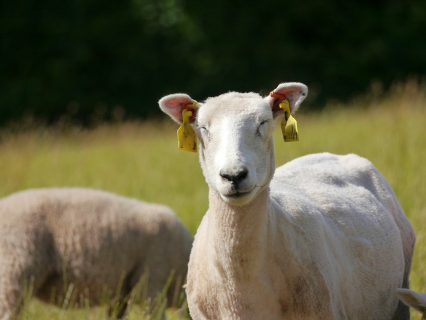 a couple of sheep standing on top of a grass covered field