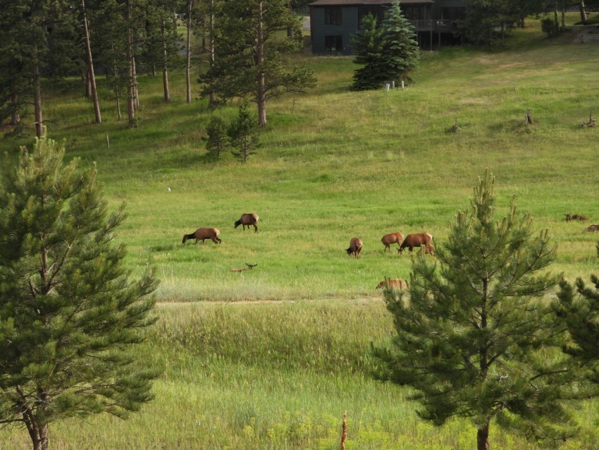 a herd of cattle grazing on a lush green hillside