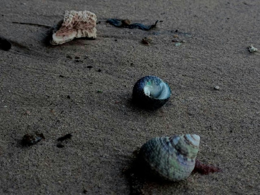 three seashells on the sand at the beach 3 Xzjv