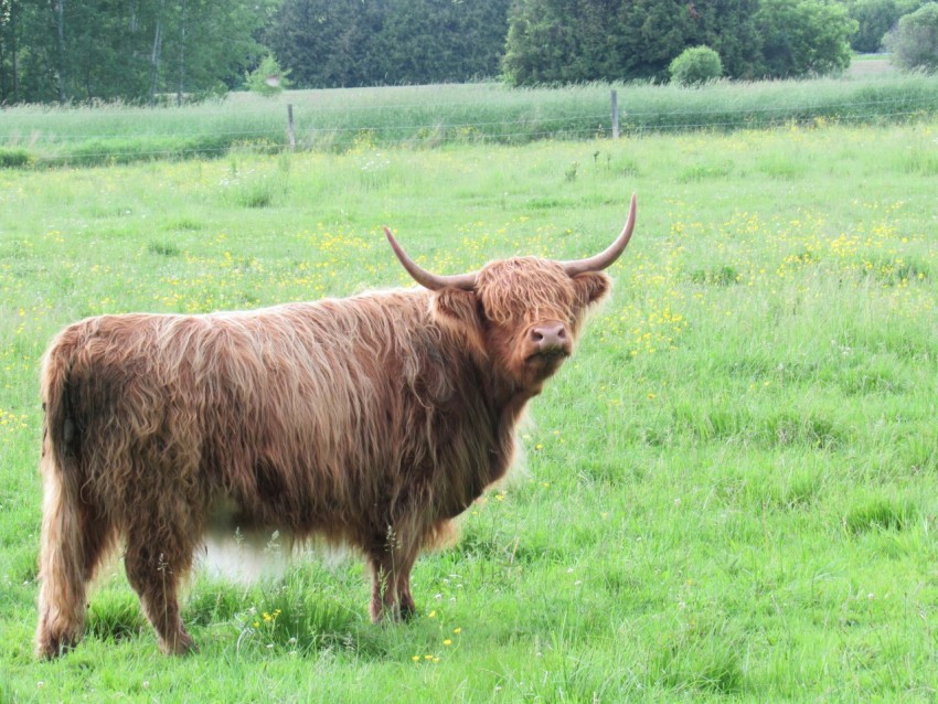 a brown cow standing on top of a lush green field yI