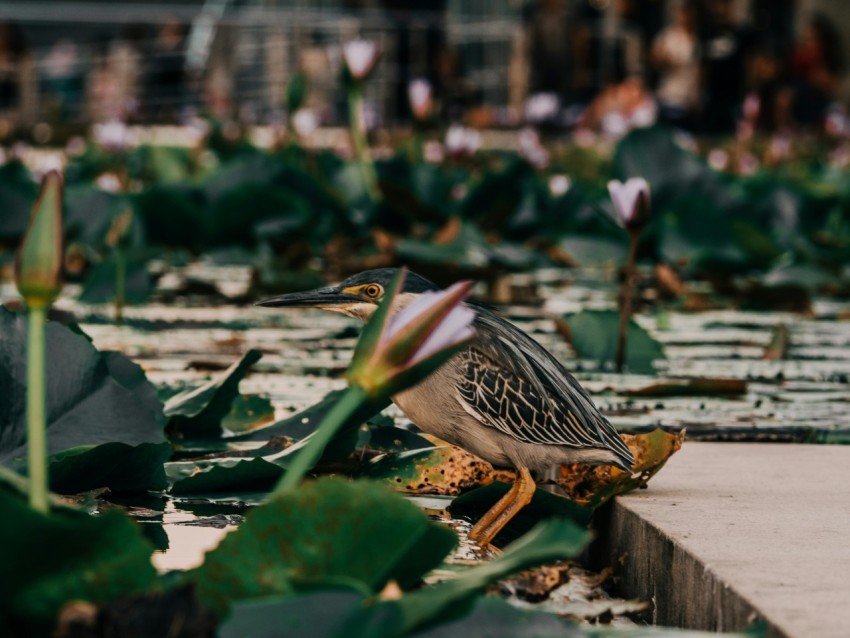 a bird is standing in the middle of a pond