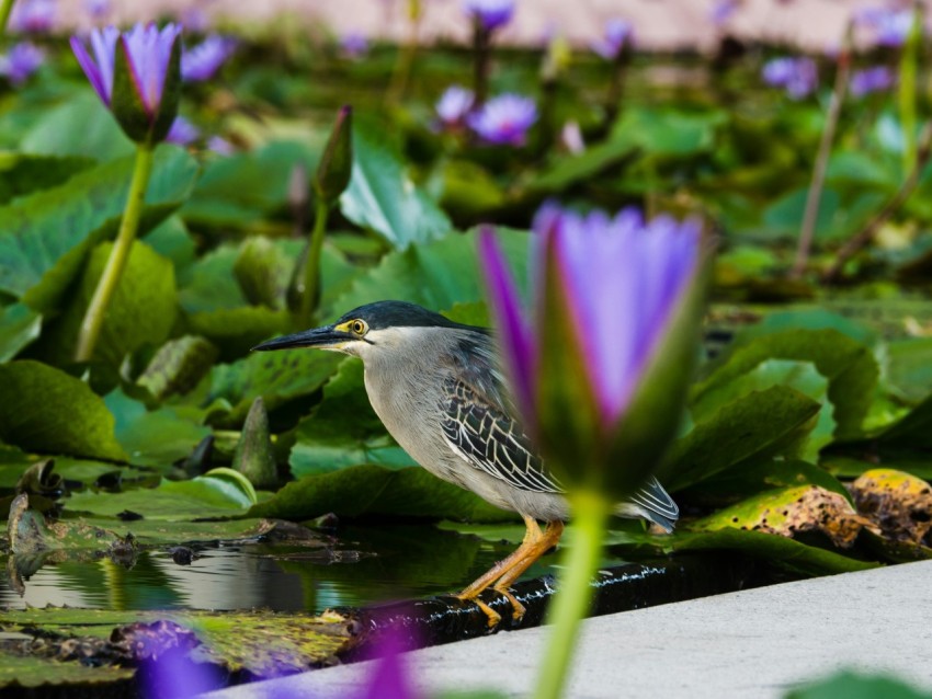 a bird is standing on the edge of a pond