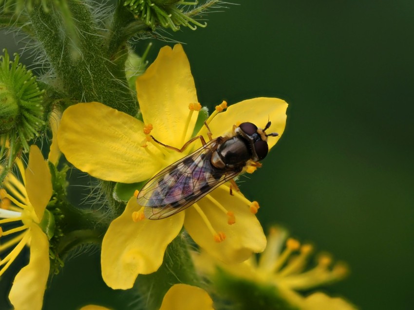 a bee is sitting on a yellow flower E